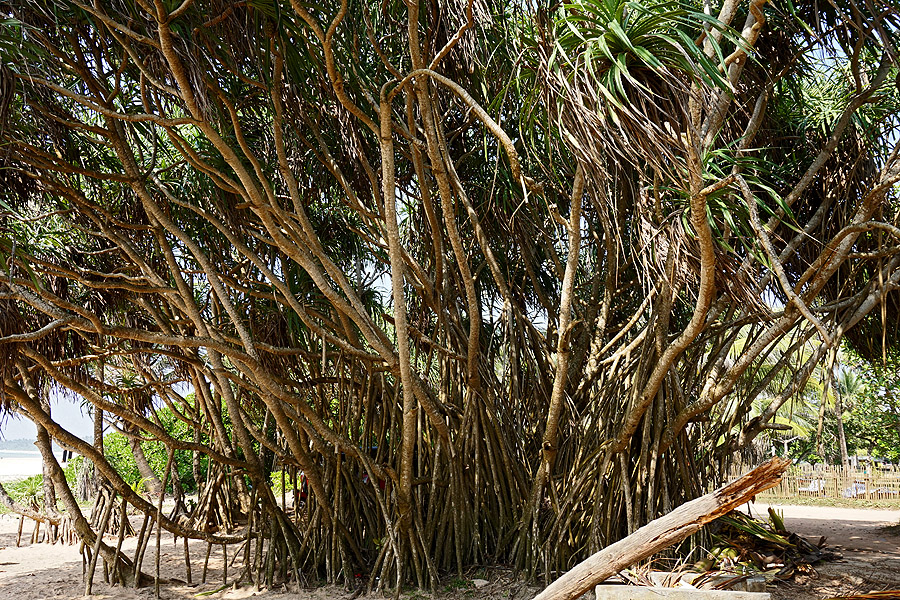 Bentota Beach