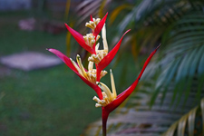 Blumen im Außenbereich